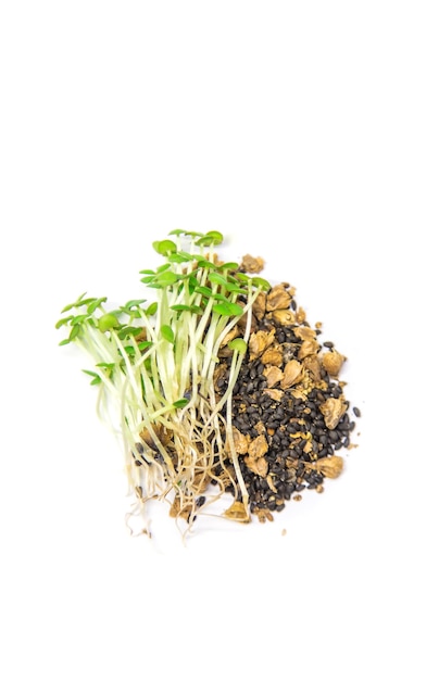 Microgreen basil on a white surface isolate