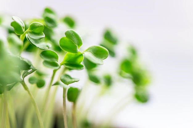 Microgreen in a container close-up. Selective focus. Young spring crop of arugula. Useful greens for proper nutrition, grown by hand. Veganism and organic products.