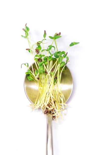 Microgreen flax on a white surface isolate