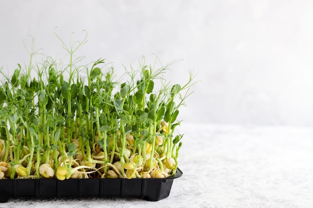 Microgreen gardening Pea microgreen closeup against gray background with copy space Healthy food