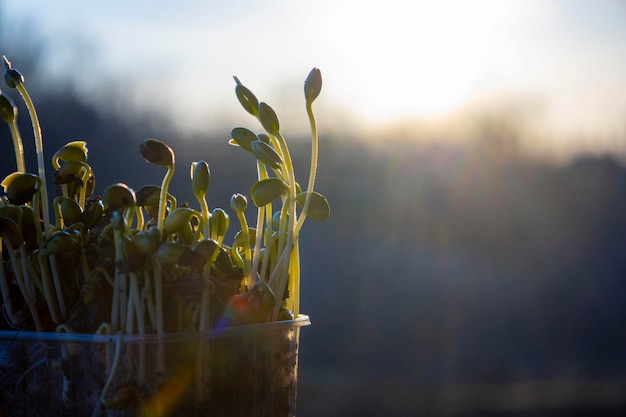 Microgreen a group of green sprouts growing in a white tray baby vegetables