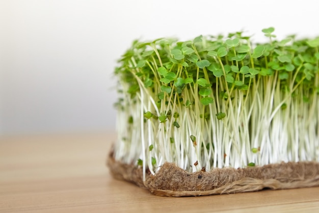 Microgreen growing, arugula shoots on wooden table