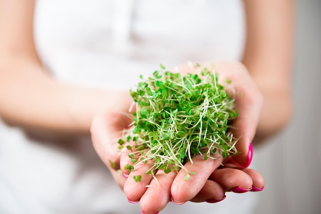 Microgreen healthy food and greens grass Sprouting Microgreens