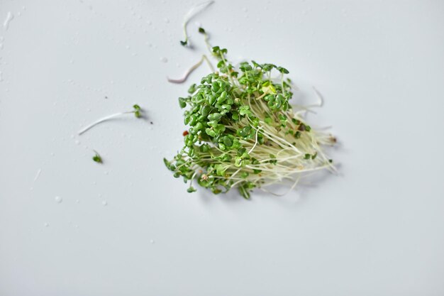 Microgreen heap of mustard sprouts micro green