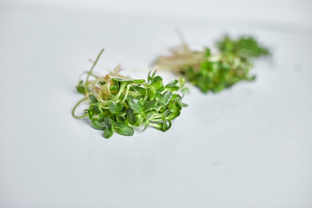 Microgreen heap of sunflower sprouts micro greens