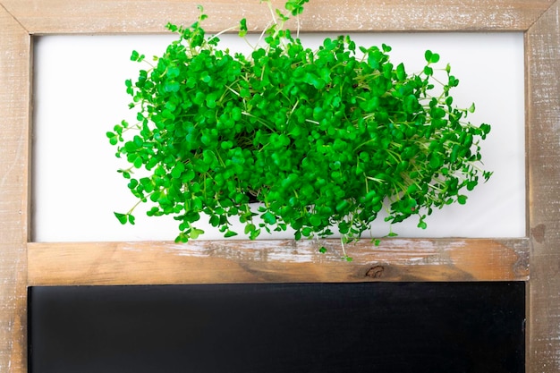 A microgreen is a young vegetable green A microgreen or Sprouts are raw living sprout vegetables germinated from high quality organic plant seeds