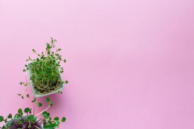 Microgreen kress, pink radish sprouts on pink , flat lay, top view, copyspace