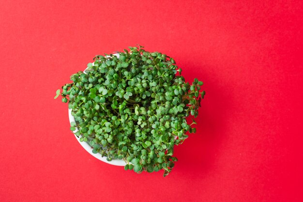 Microgreen mustard or radish herb green petals proper nutrition diet