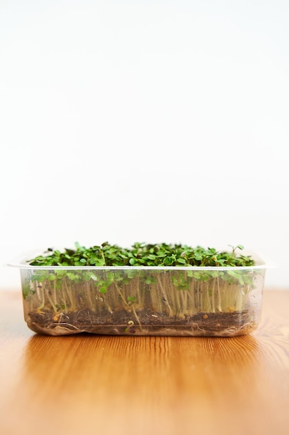 Microgreen mustard seeds grow on fabric dense lawn on wooden background