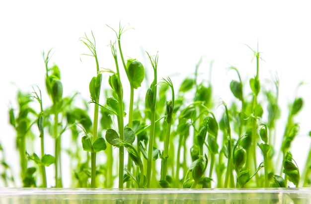 Microgreen pea sprouts isolate on a white background.