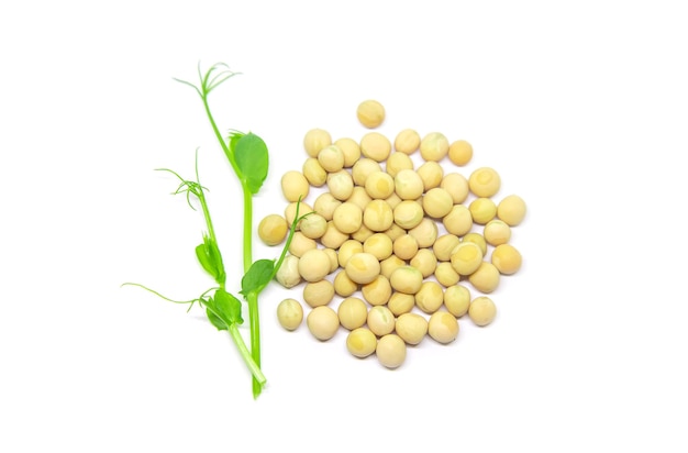 Microgreen pea sprouts isolate on a white background.