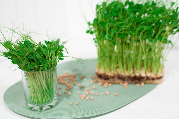 Microgreen peas in a glass healthy food concept