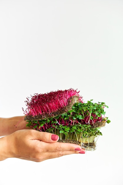 Microgreen plants mix of various plants Person holding in hand Growing microgreen mustard amaranth radish seeds Dense greenery growed on fabric