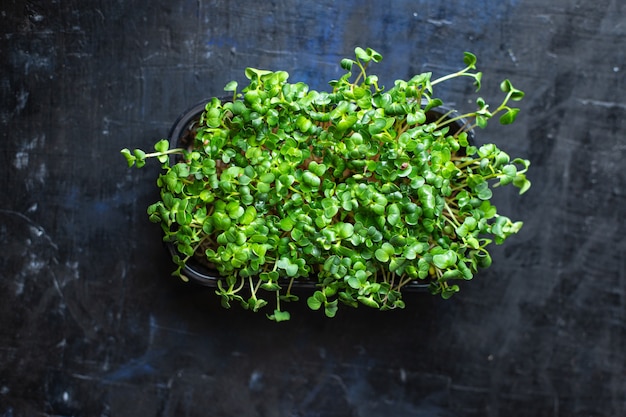 microgreen radish fresh herbs for salad and cooking snack