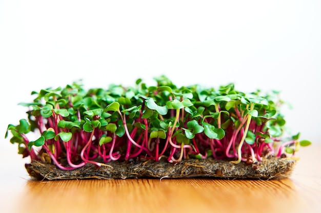 Microgreen radish planted without box on wooden background