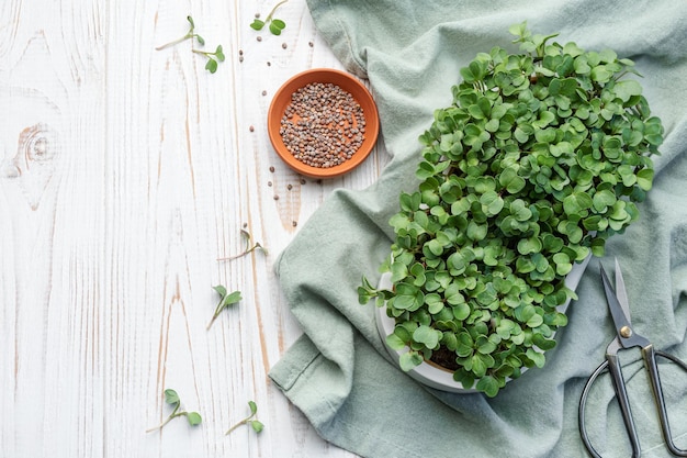 Microgreen radish sprouts growing at home