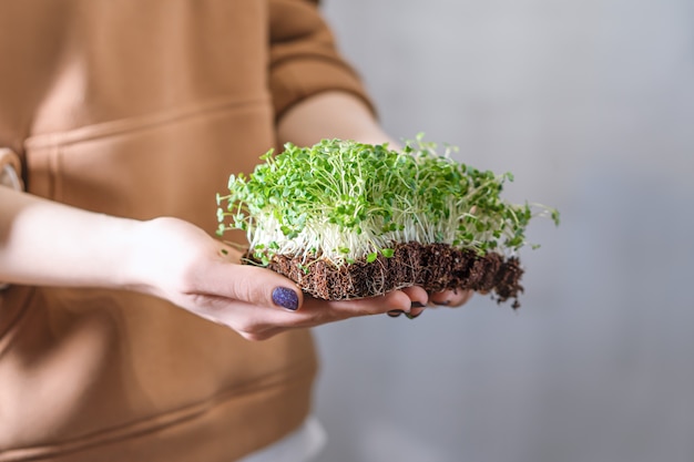 Microgreen sprouts in female hands. Raw sprouts, microgreens, healthy eating concept. Female hold microgreen sprouts.