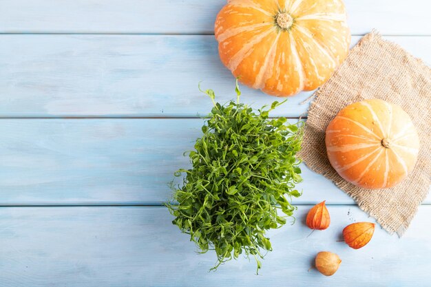 Microgreen sprouts of pea with pumpkin on blue wooden background Top view copy space