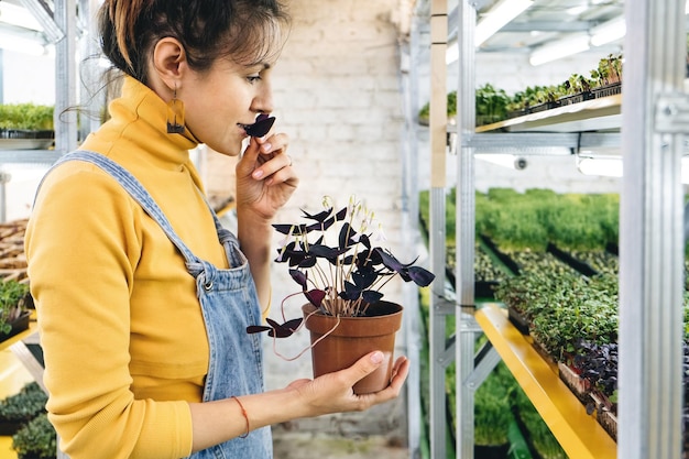 Microgreen vertical greenhouse farm growing food for vegans