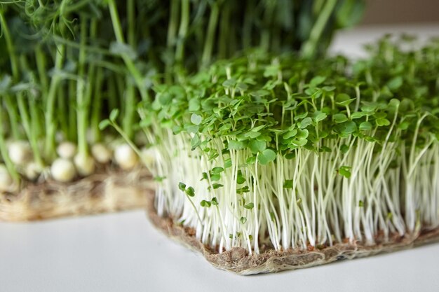 Microgreens arugula and pea sprouts on white table Kitchen garden micro green growing