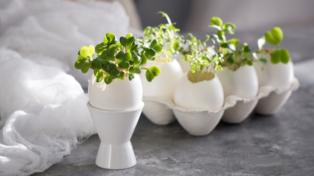 Microgreens in the eggshells, easter concept, easter eggs