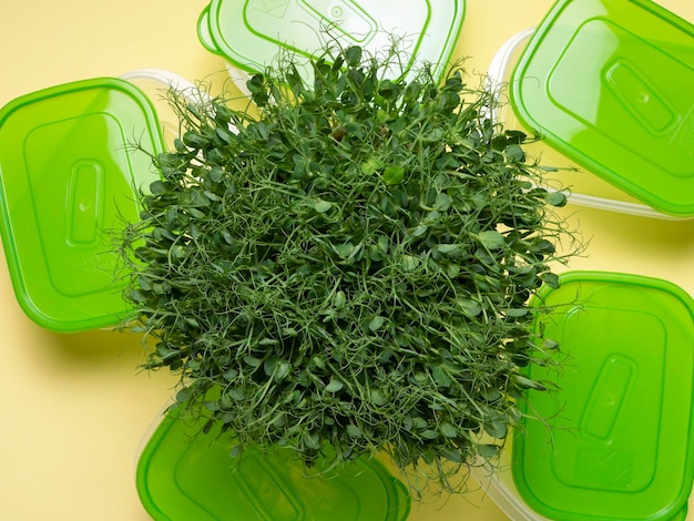 Microgreens grown food additive prepared for packaging in containers yellow background ecofriendly food