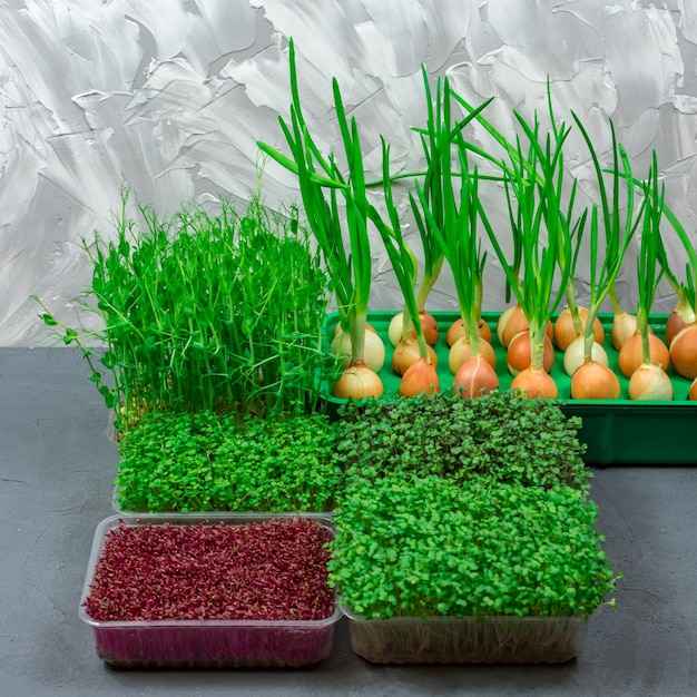 Microgreens grown at home Closeup of microgreens Germinating seeds at home Vegan and healthy food concept