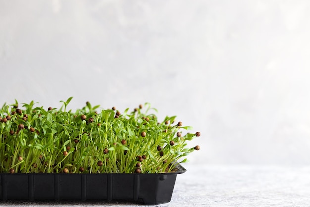 Microgreens home gardening Sprouted coriander seeds in a tray Healthy lifestyle Selective focus