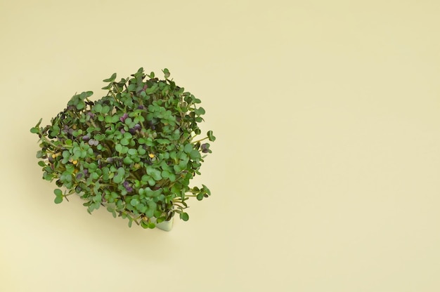 Microgreens on a light yellow background in the shape of a heart