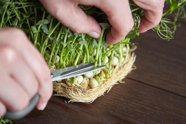 Microgreens pea shoots on wooden table A woman cuts micro greens with scissors