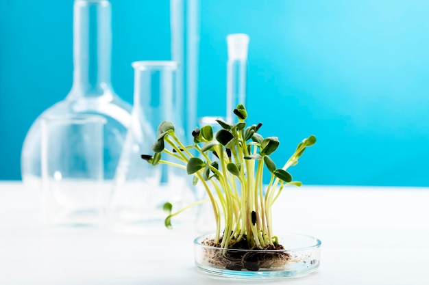 Microgreens in a petri dish on the background of many chemical flasks Studying the beneficial properties of microgreens Growing and studying microgreens