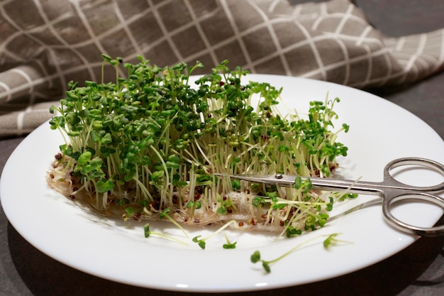 Microgreens on a plate and scissors The concept of eating healthy natural food