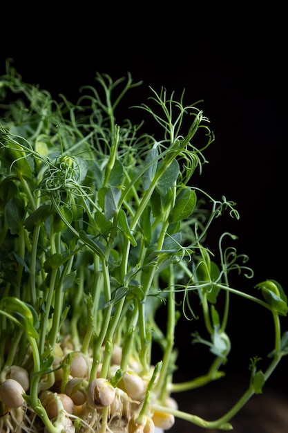 Microgreens prosprout peas on a black background