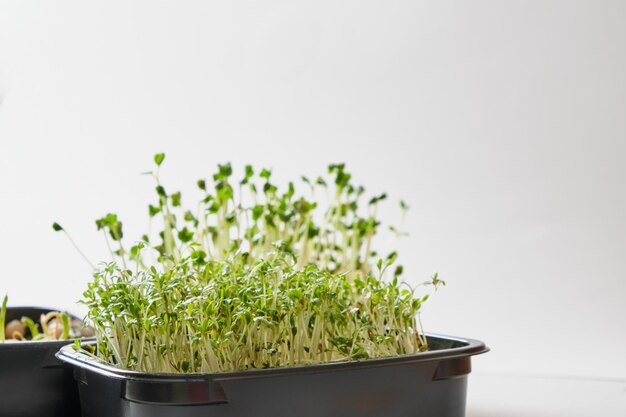 Microgreens of radish peas and watercress in black containers