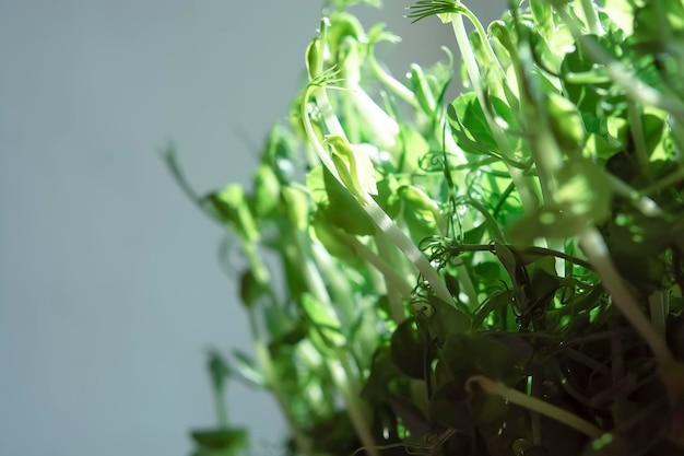 Microgreens sprouts isolated on white background Vegan micro sunflower greens shoots Growing sprouted sunflower seeds microgreens closeup minimal design banner