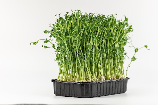 Microgreens sprouts isolated on white background Vegan micro sunflower greens shoots Growing sprouted sunflower seeds microgreens closeup minimal design banner