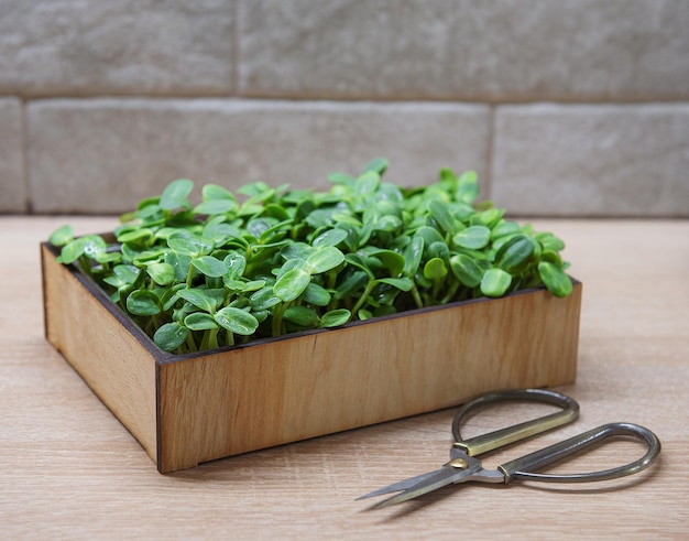 Microgreens of sunflowers