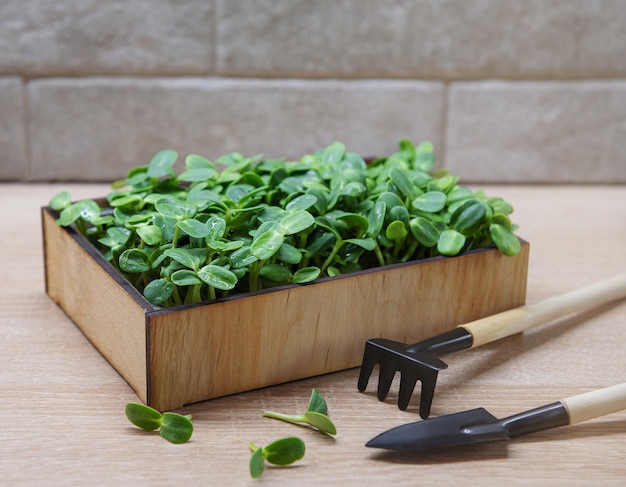 Microgreens of sunflowers