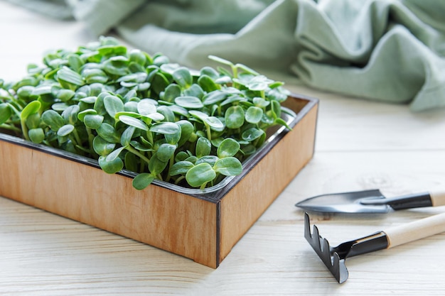 Microgreens of sunflowers