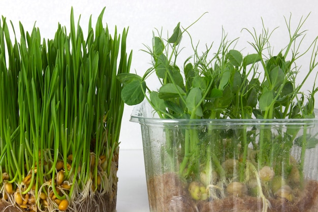 Microgreens of wheat and peas closeup on a white background Concept of healthy eating