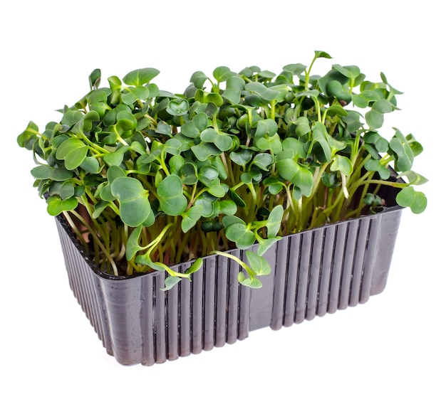 Microgreens