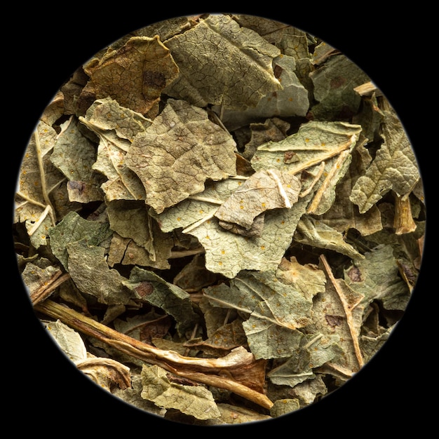 Microscopic view of a herbal tea sample of ribes nigrum for quality control