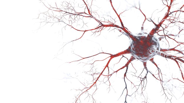 Photo microscopic view of a neuron with red axons and dendrites