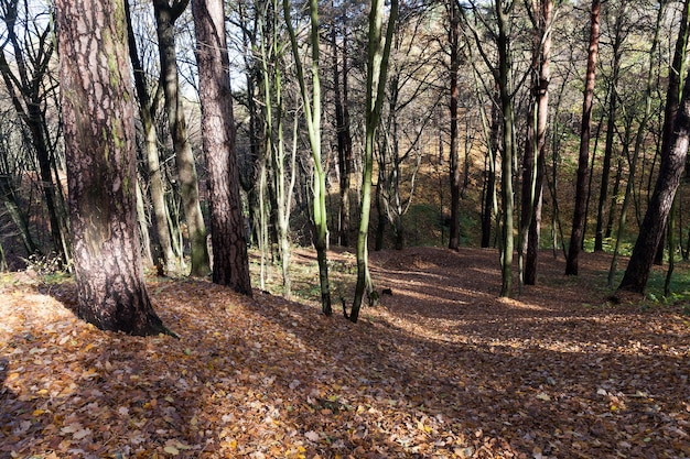 Mid autumn in a park with fallen leaves from deciduous trees, fresh air