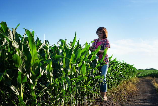 Middle aged caucasian female farm worker with tablet inspecting maize stalks at field