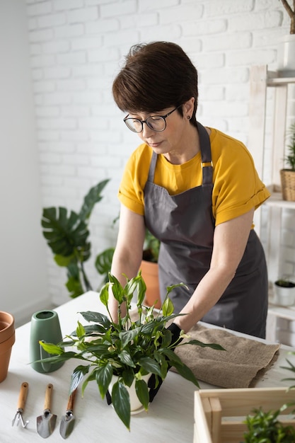 Middle aged woman gardener transplanting plant in ceramic pots on the white wooden table concept of