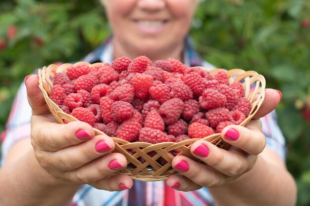 Photo middle-aged woman picks ripe raspberries in a basket summer harvest of berries