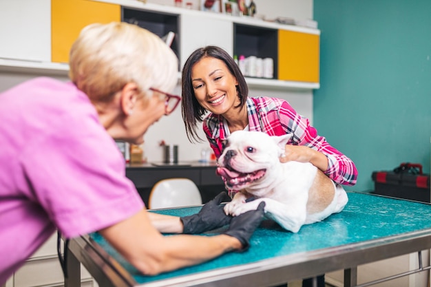 Middle aged woman with her french bulldog at veterinarian.