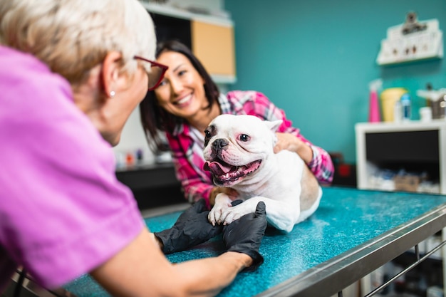 Middle aged woman with her french bulldog at veterinarian.