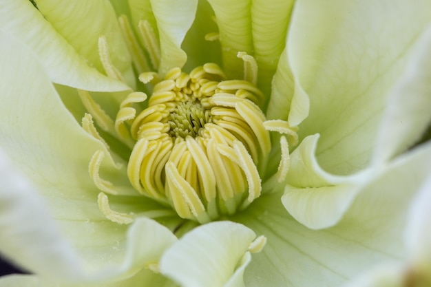 Middle of beautiful flower white green clematis closeup macro shallow depth of field